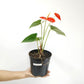 Anthurium Orange - FF