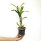 Dendrobium Asian Beauty Orchid Plant - BS