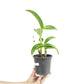 Dendrobium Uraiwan Fragrant Orchid Plant - BS