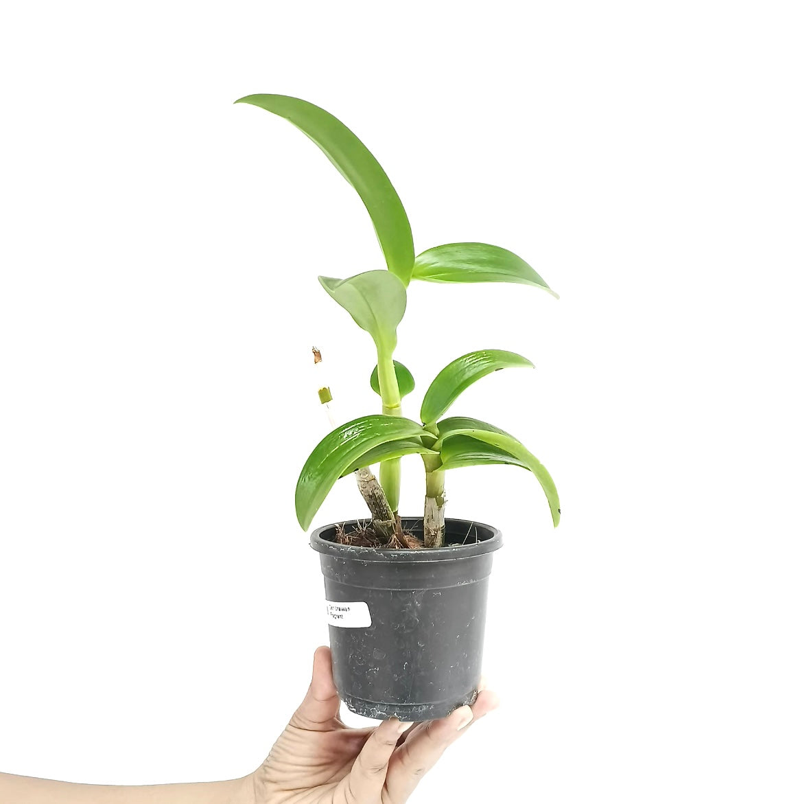 Dendrobium Uraiwan Fragrant Orchid Plant - BS