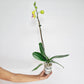 Phalaenopsis Fullers Sunset OX - FF