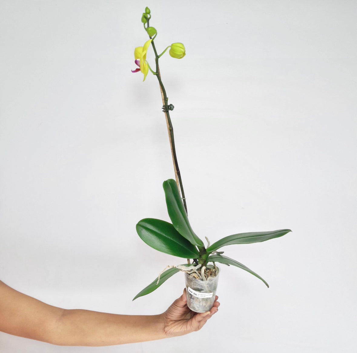 Phalaenopsis Fullers Sunset OX - FF