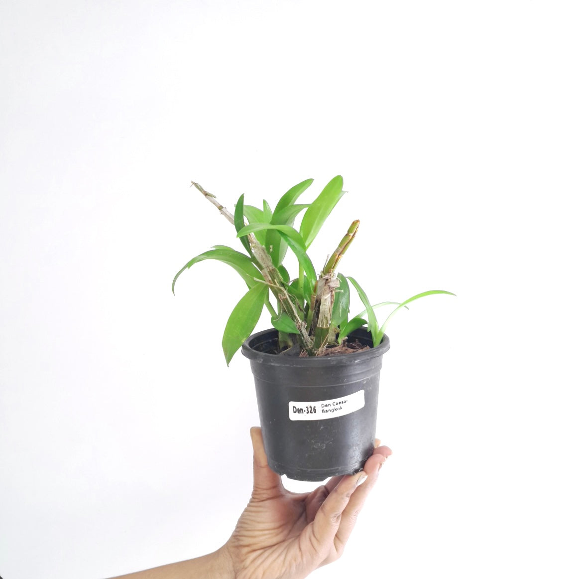 Dendrobium Caesar Bangkok Orchid Plant - FF