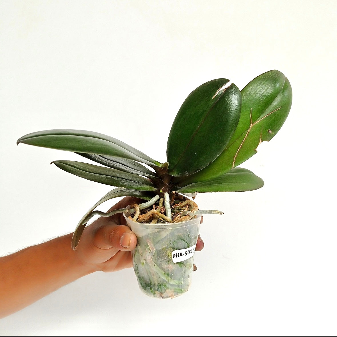 Phalaenopsis GC Reyoung Lava Orchid Plant - BS