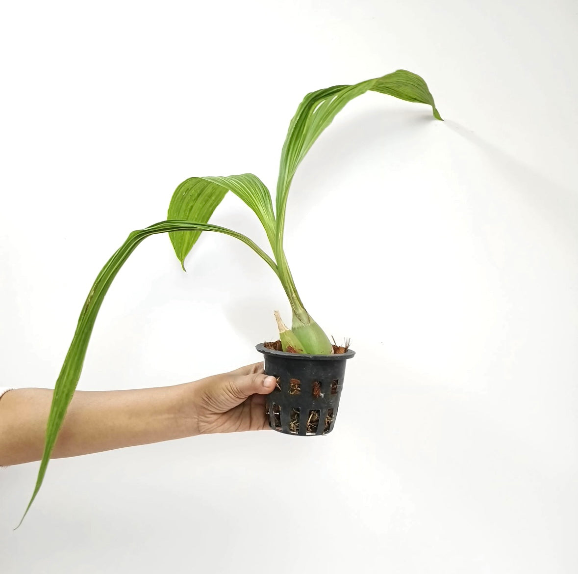 Peristeria elata sp. (Dove Orchid) Plant - BS