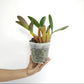 Dendrobium speciosum sp. Orchid Plant | Australian Dendrobium  - BS