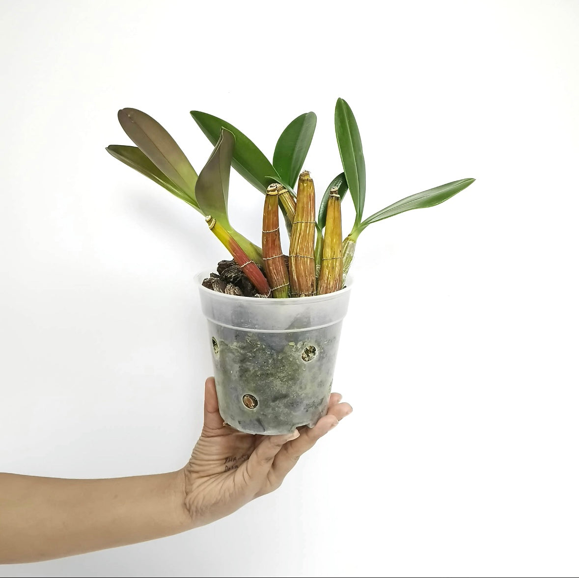 Dendrobium speciosum sp. Orchid Plant | Australian Dendrobium  - BS