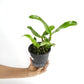 Cattleya Siam Jade Orchid Plant - BS
