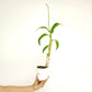 Dendrobium Kanjana White Orchid Plant - BS
