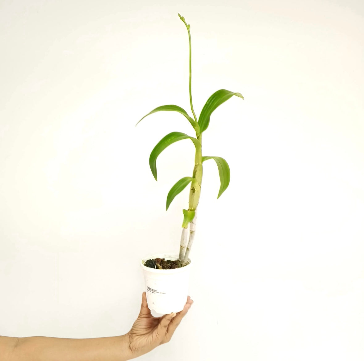 Dendrobium Kanjana White Orchid Plant - BS