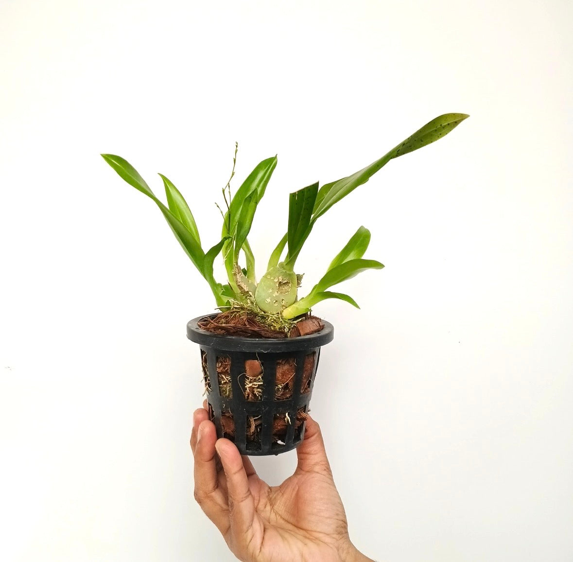 Oncidium Twinkle White Orchid Plant- BS