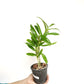 Dendrobium Green Surprise 'Windy' Orchid Plants - BS
