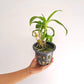 Dendrobium Twisted Blue Orchid Plant - MS
