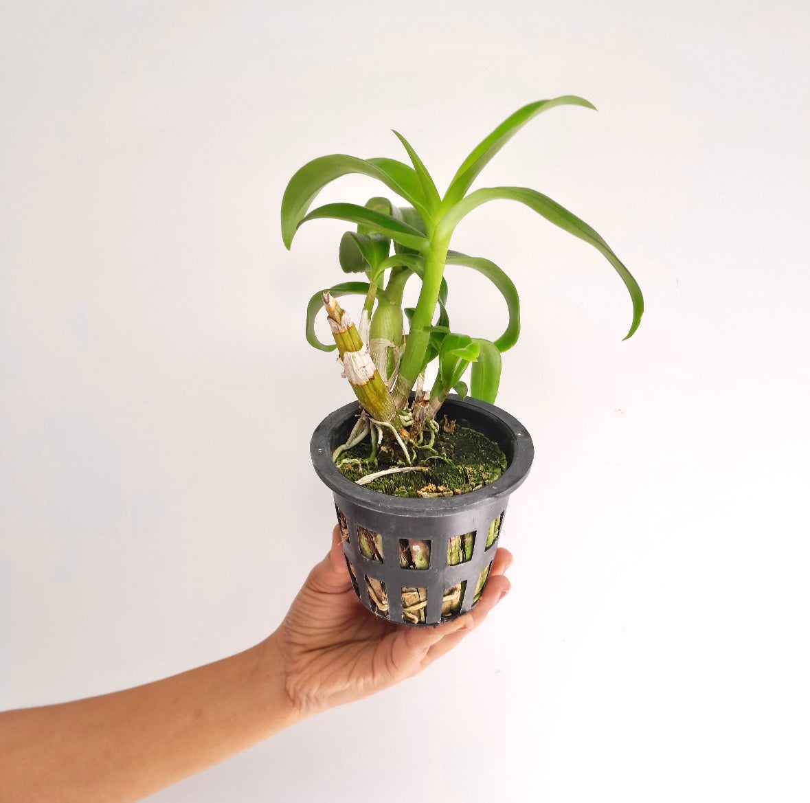 Dendrobium Twisted Blue Orchid Plant - MS