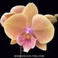 Phalaenopsis Shulong Embrace Orchid Plant - FF