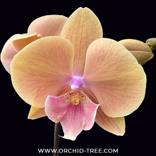 Phalaenopsis Shulong Embrace Orchid Plant - FF