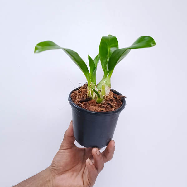 Grammatophyllum Pakkret Leo Asgard Orchid Plant - SS