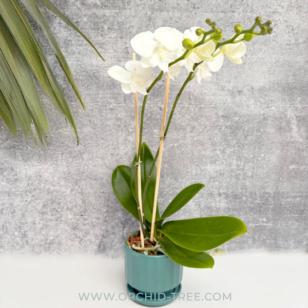 Eternal Love | Phalaenopsis Orchid Gift