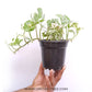 Money Plant N'Joy