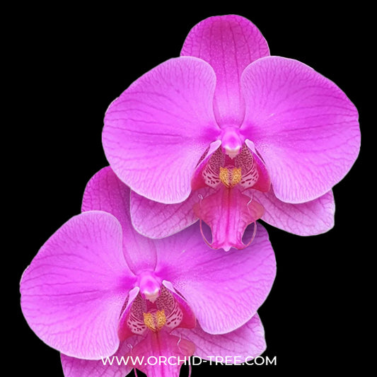 Phalaenopsis Elastic Love Orchid Plant - FF