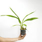 Peristeria elata sp. (Dove Orchid) Plant - BS