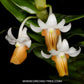 Dendrobium ellipsophyllum sp. - BS