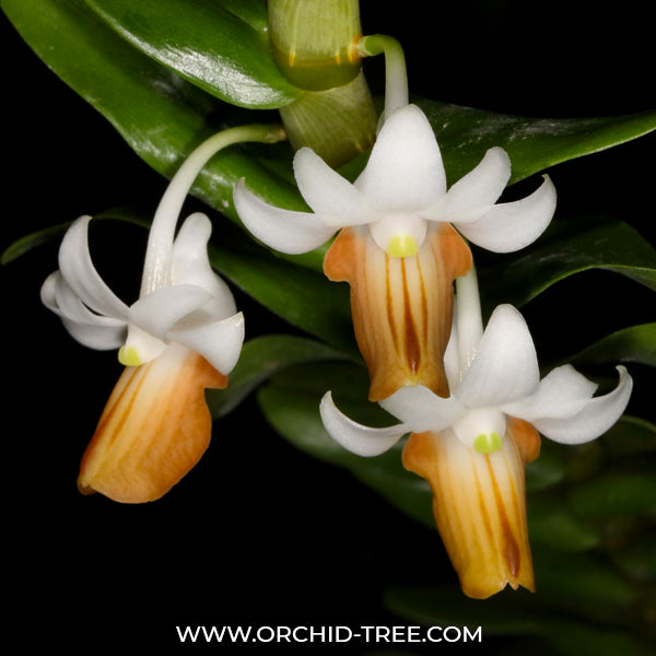 Dendrobium ellipsophyllum sp. - BS