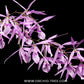 Encyclia adenocaula sp. Orchid Plant - BS