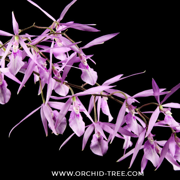 Encyclia adenocaula sp. Orchid Plant - BS