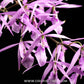 Encyclia adenocaula sp. Orchid Plant - BS