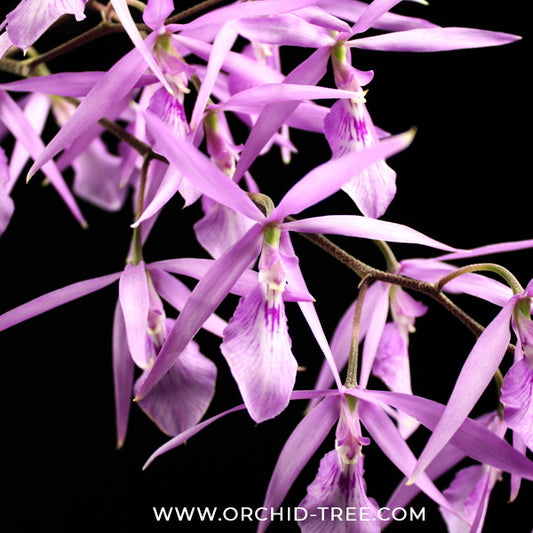 Encyclia adenocaula sp. Orchid Plant - BS