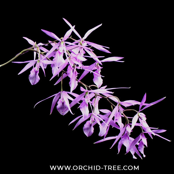Encyclia adenocaula sp. Orchid Plant - BS