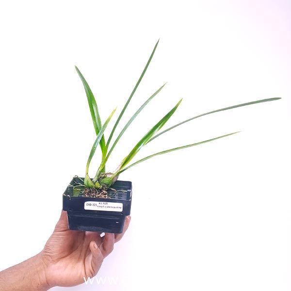 Encyclia adenocaula sp. Orchid Plant - BS