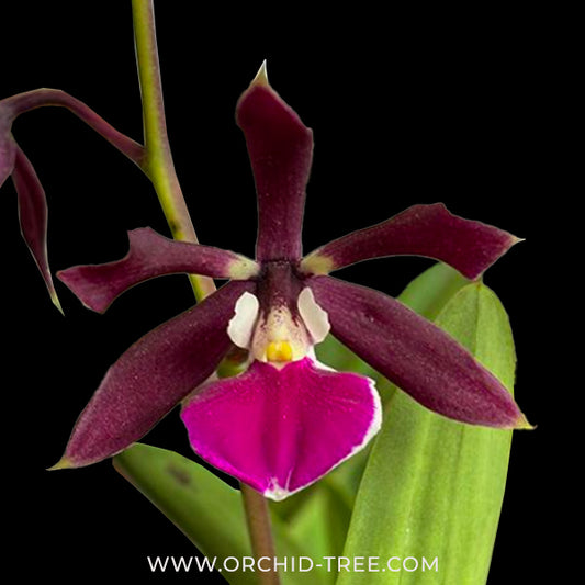 Encyclia Prismatocarpum x cordigera Orchid Plant - BS - Buy Orchids Plants Online by Orchid-Tree.com