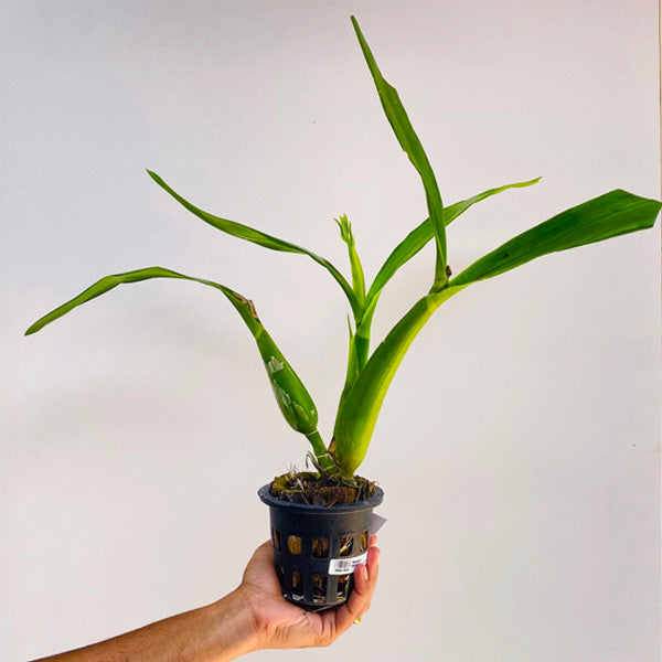 Encyclia cochleata sp. - BS
