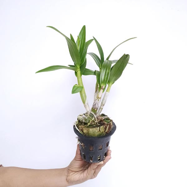 Dendrobium Enobi Splash Orchid Plant- BS