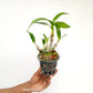 Dendrobium Enobi Splash Orchid Plant - BS
