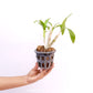 Dendrobium Enobi Splash Orchid Plant- BS