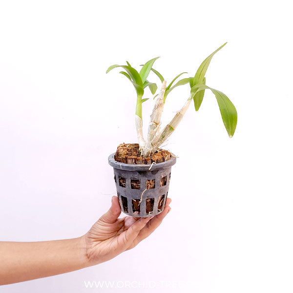Dendrobium Enobi Splash Orchid Plant- BS