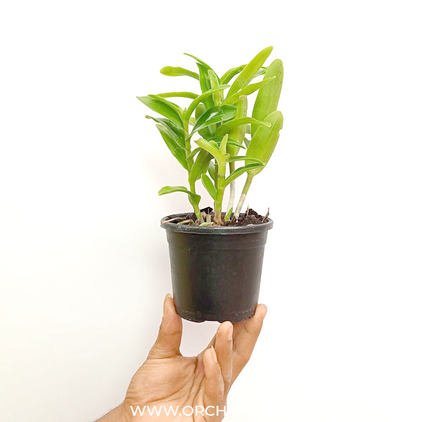 Epidendrum Jairak Valley Yellow - BS