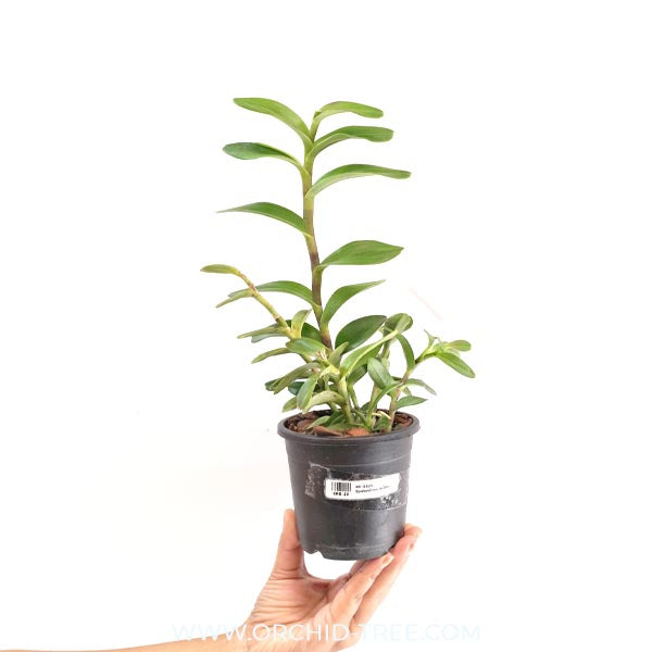 Epidendrum Big Red Orchid Plant - FF