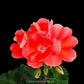Geraniums- With Flowers
