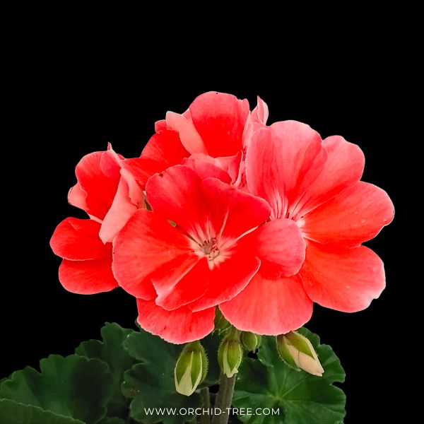Geraniums- With Flowers