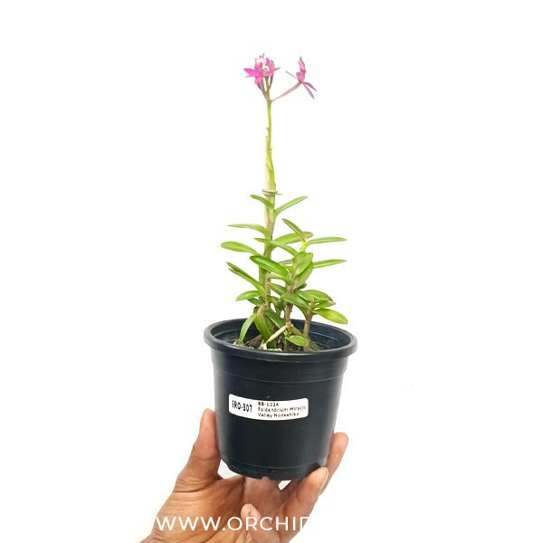 Epidendrum Miracle Valley 'Nadeshiko' Orchid Plant - FF