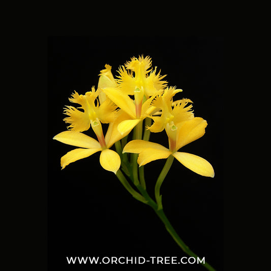 Epidendrium Yellow Doll Orchid Plant - FF