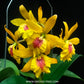 Cattleya (Eplc.) Don Herman - BS