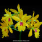 Cattleya (Eplc.) Don Herman - BS