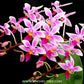 Phalaenopsis equestris sp. - BS