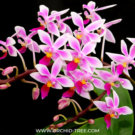Phalaenopsis equestris sp. Orchid Plant - BS