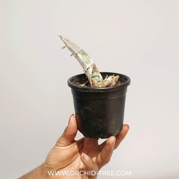 Catasetum Gnomus 'Jumbo' Orchid Plant - BS